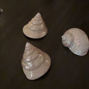 Trio of polished seashells. Beautiful anywhere